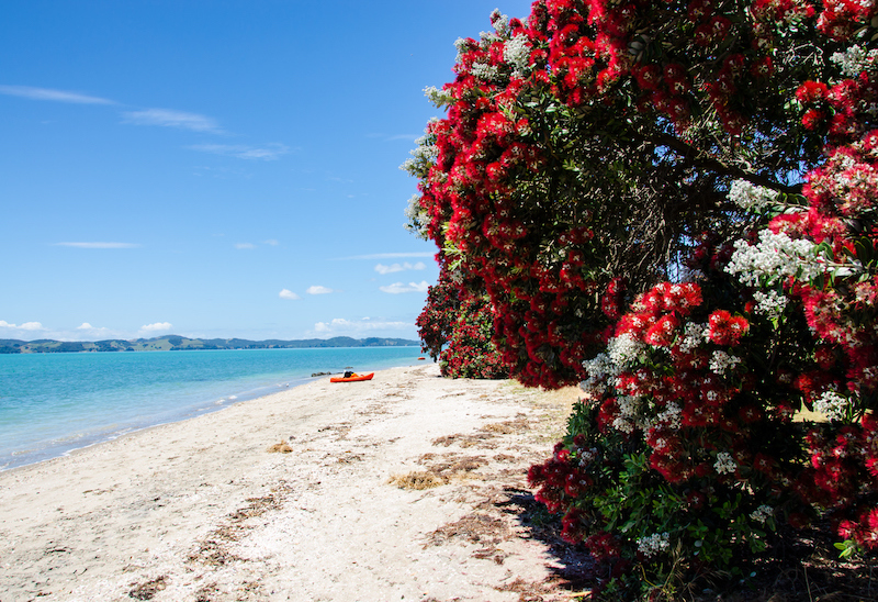 Pohutakawa tree in bloom on the coast between Maraetai Beach and Omana Regional Park, New Zealand 