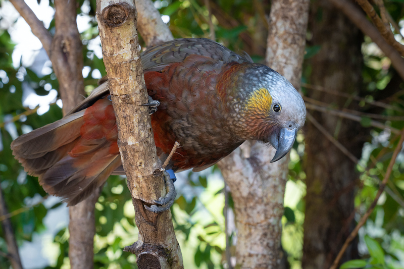 8 amazing NZ getaways where you can hang out with animals - Wotif Insider