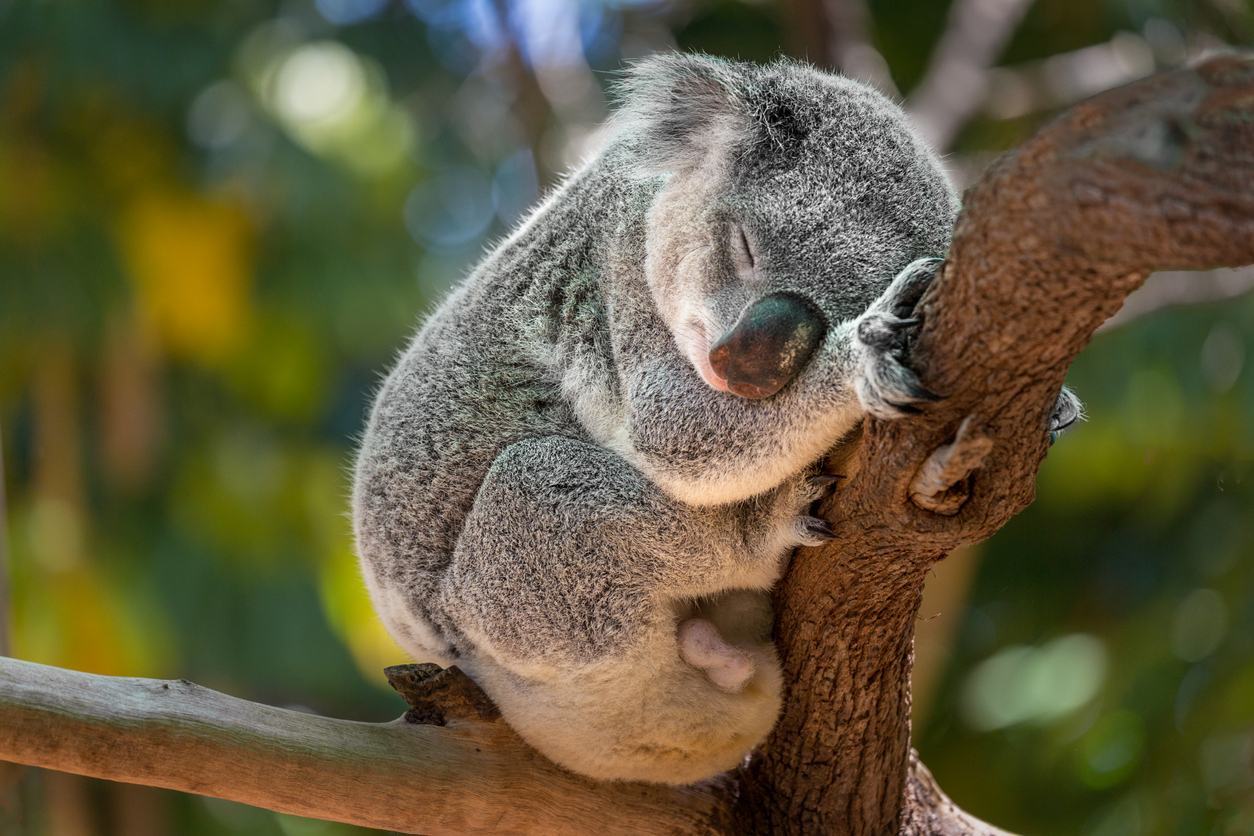 HOLY QUOKKA-MOLE! 10 Aussie spots where you can hang out with animals - Wotif Insider HOLY QUOKKA-MOLE! 10 Aussie spots where you can hang out with animals - Wotif Insider