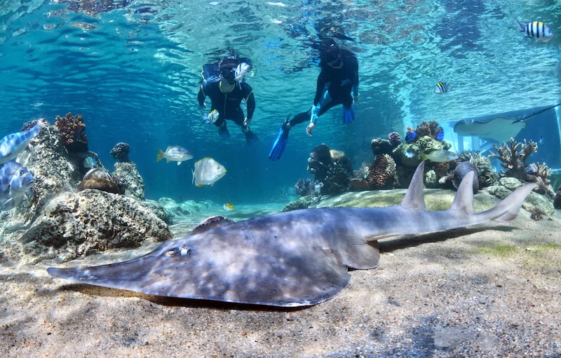 Two snorkellers swimming over a sting ray in the Living Reef coral lagoon at Daydream Island Resort