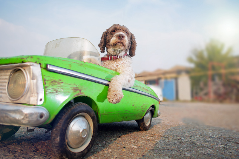Dog driving a car
