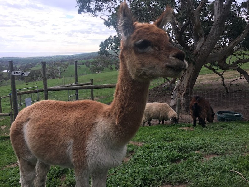 Alpaca on the grounds of Morella Farm Stay, Cape Jervis, South Australia.