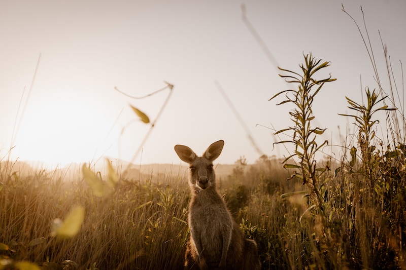 Kangaroo in a field, looking straight at the camera.