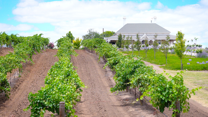 House and vineyard estate in the Barossa Valley, SA, Australia.