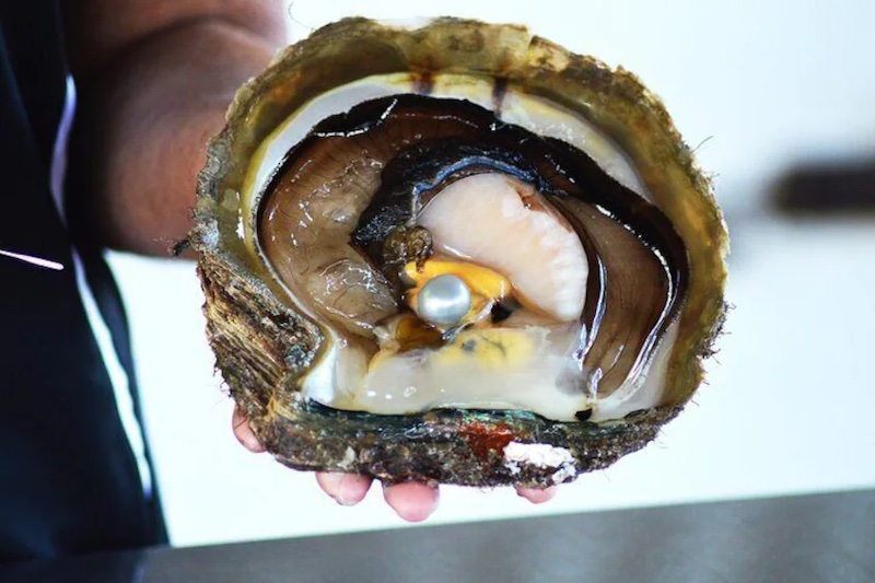 Willie Creek Pearls in Perth, Western Australia