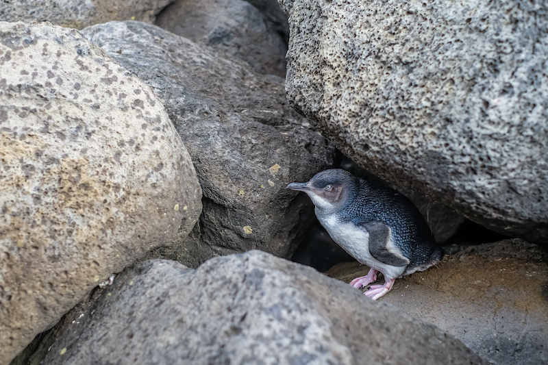 Little penguin at St Kilda Pier, VIC.