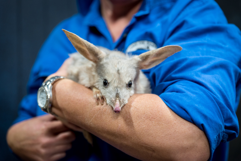 Australian bilby