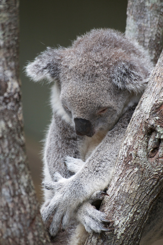 Daisy Hill Koala Centre.