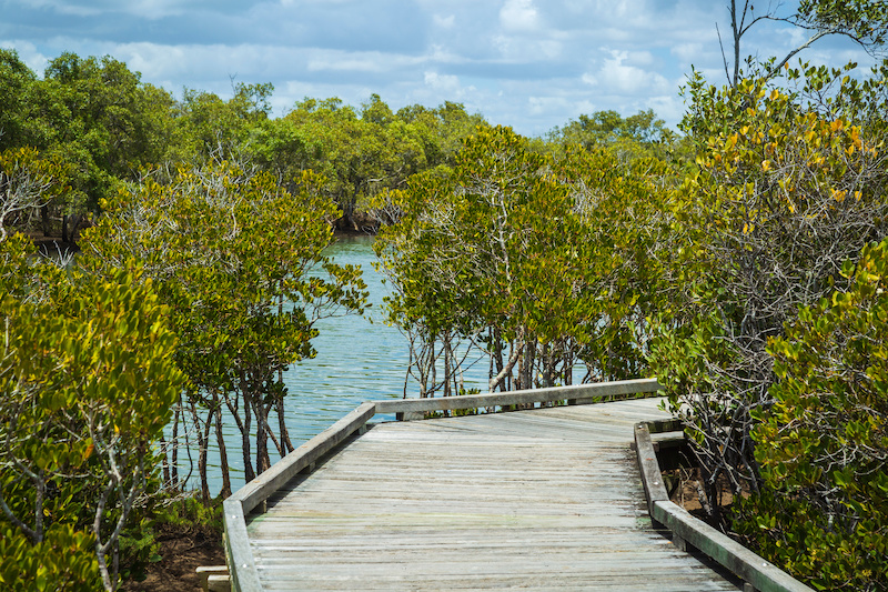 Boondall Wetlands, Nudgee, QLD.