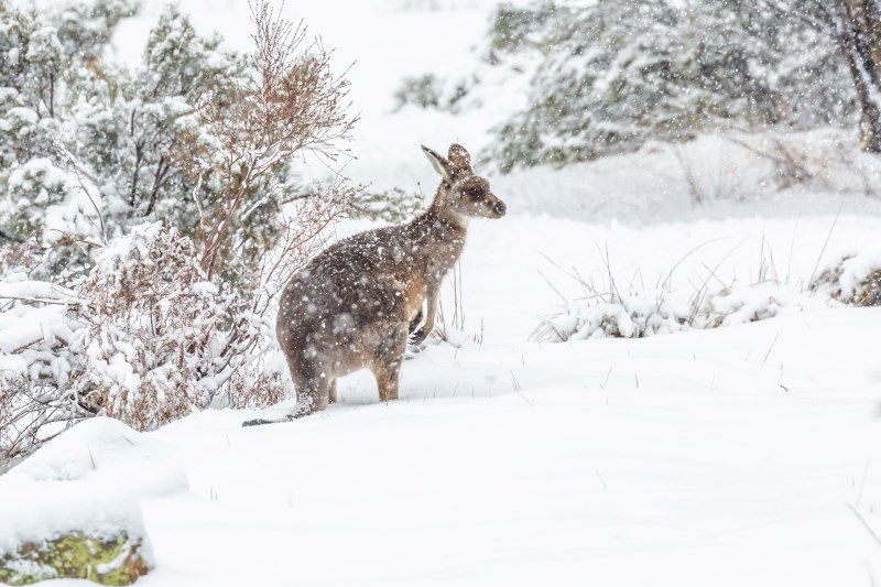 Cute kangaroo in snow