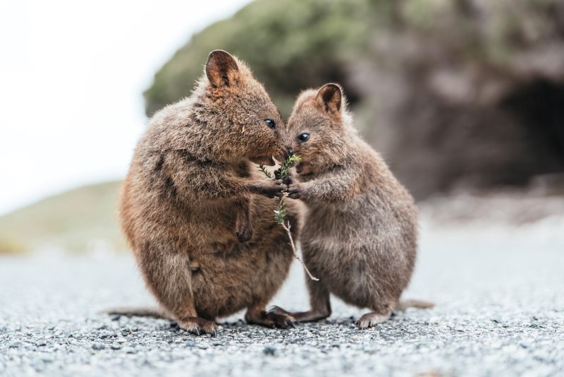 Quokkas in winter