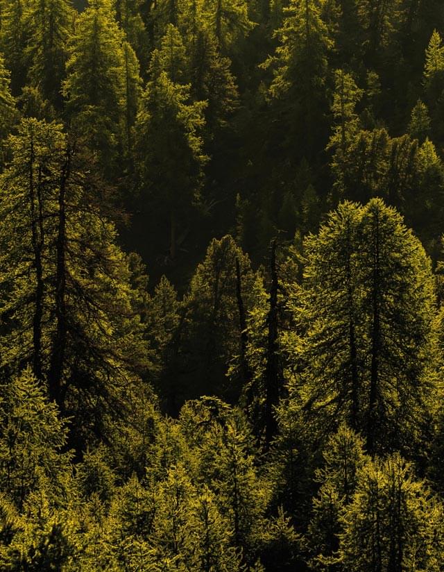Forêt