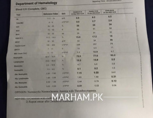 Brain