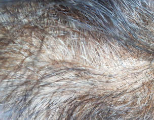 Dermatoloist