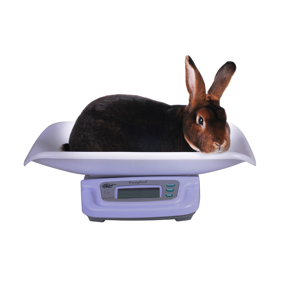 Digital rabbit scale max. 20kg, Miscellaneous, Rabbits