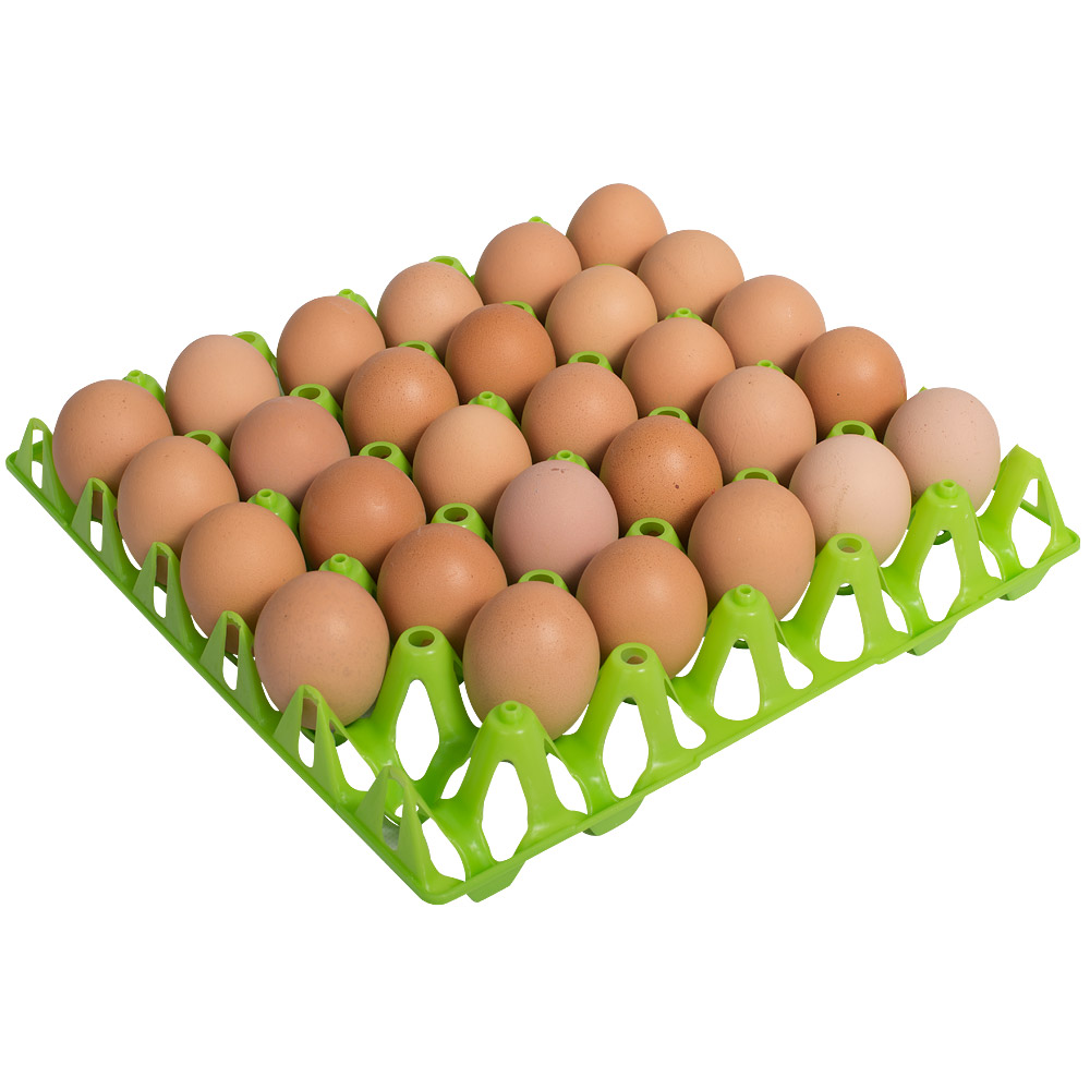 Eier tray voor 30 eieren groen Pluimvee diversen | Pluimvee | OLBA Holland
