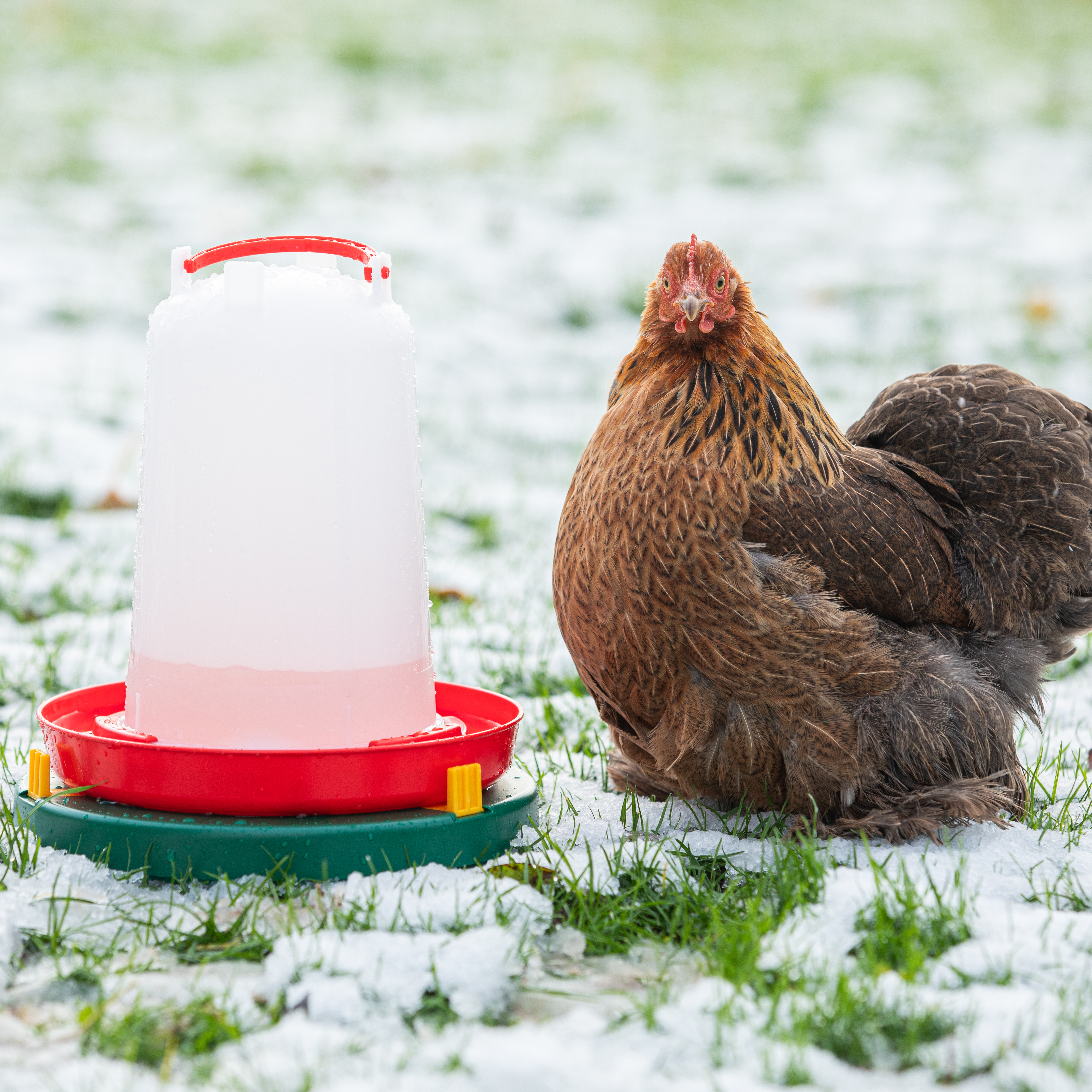 Drinkbakverwarmer Ø 25cm, Nooit meer bevroren drinkwater