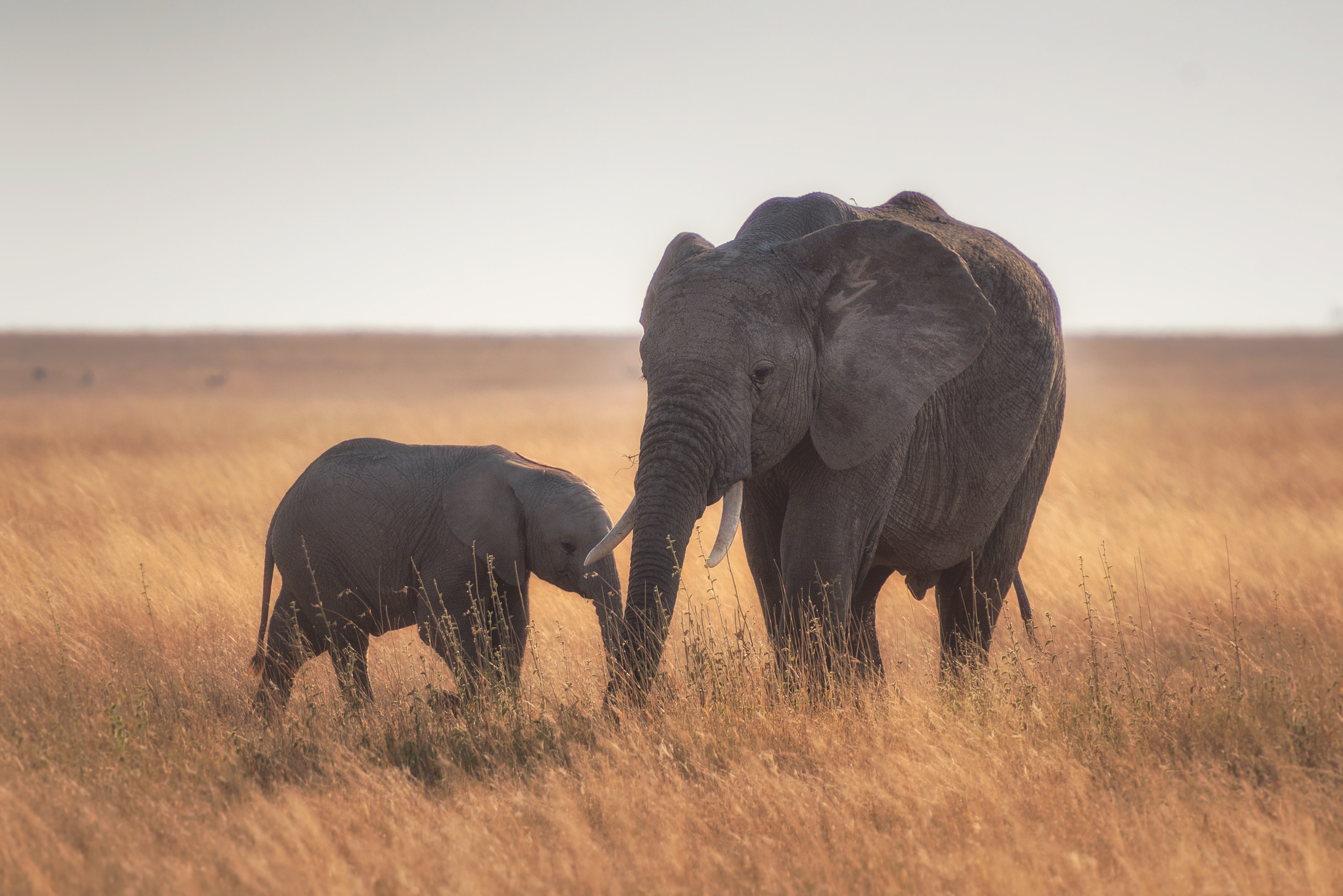 這款 app 成保護大象的功臣！肯亞研究中心：盜獵行為幾乎消失