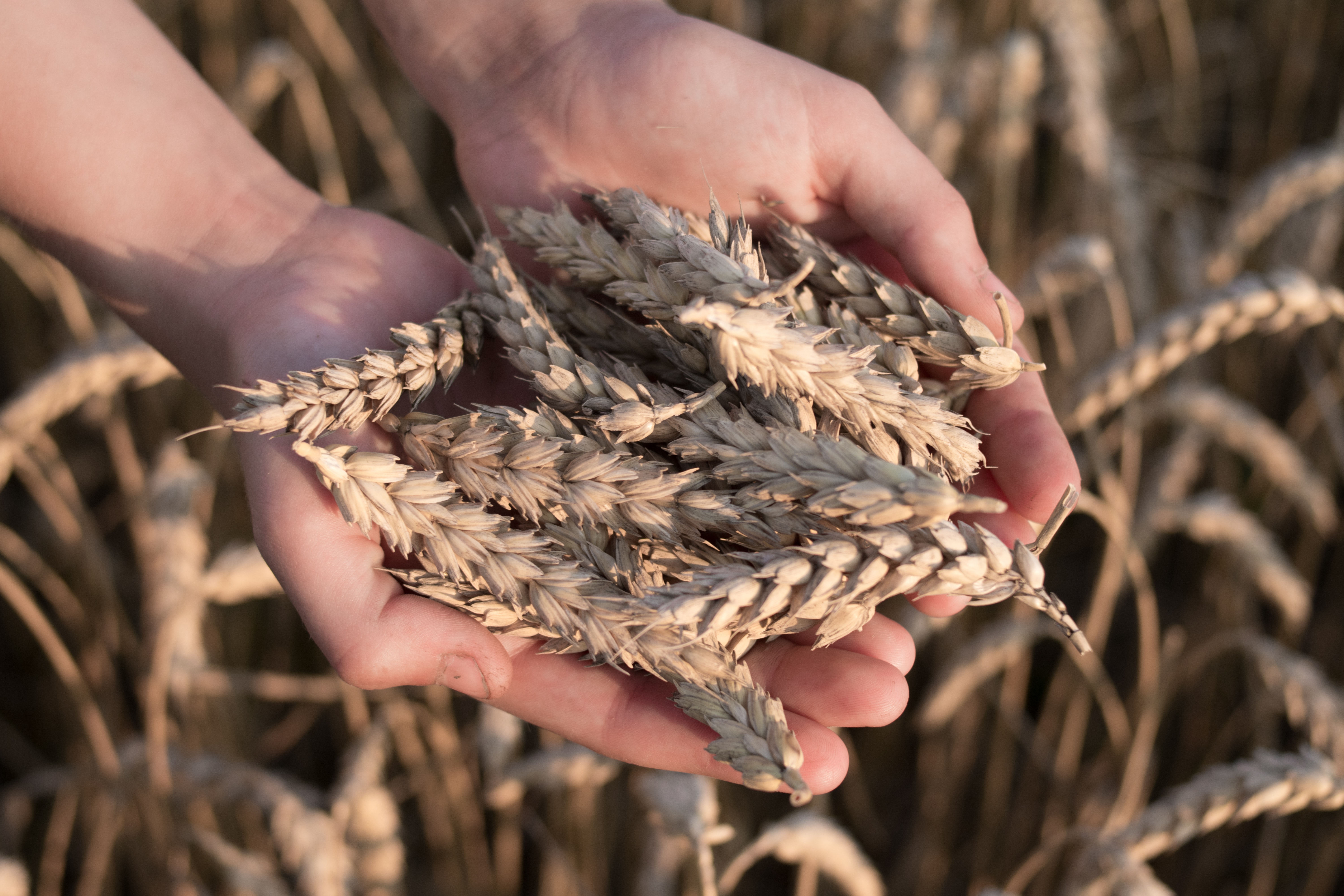 歐洲糧倉正燃燒！烏俄佔全球 1/3 小麥出口，麵包、食用油恐漲價