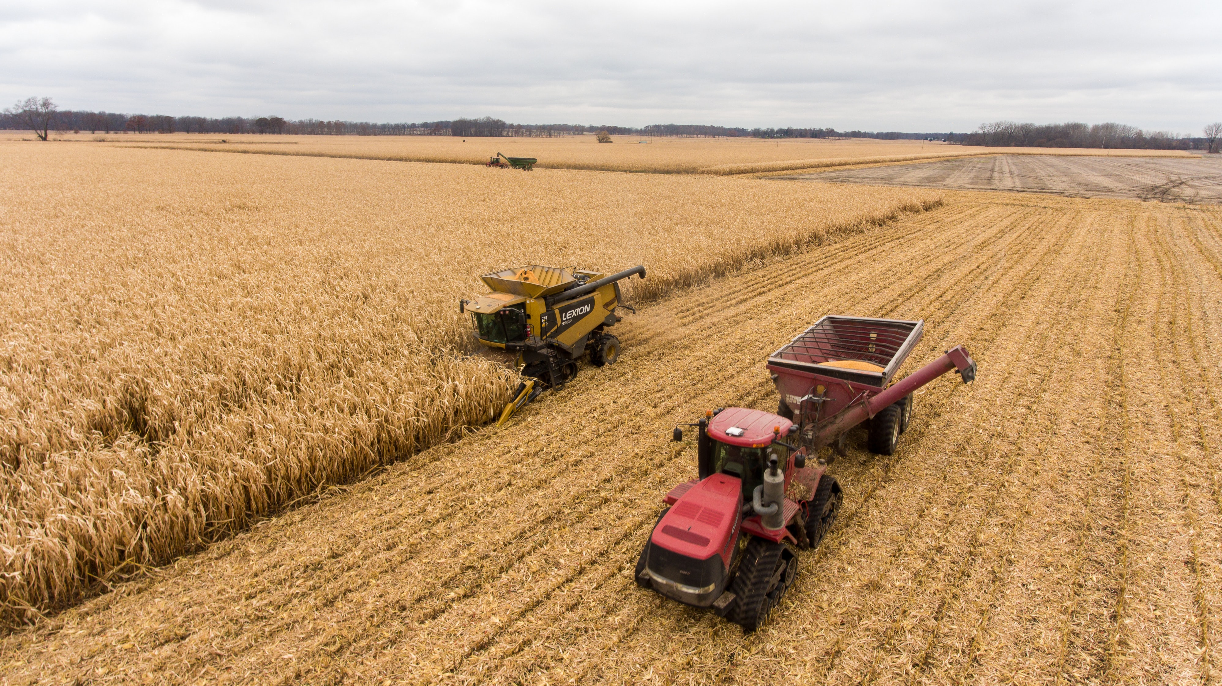 美國研發「神奇小麥」：可以餵飽更多人、還能吃掉二氧化碳？！