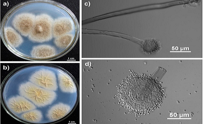 科學家在垃圾場挖到寶，驚喜發現會吃 PU 塑膠的真菌