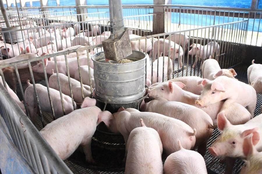 糞尿變黃金！台灣第一家生質能憑證供應商「台糖養豬」，綠能發電突破 10 萬度