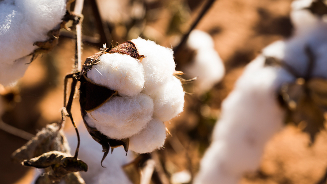 種植棉花需要戴防毒面具？看Patagonia如何改造生產線，達成100%有機棉製衣目標
