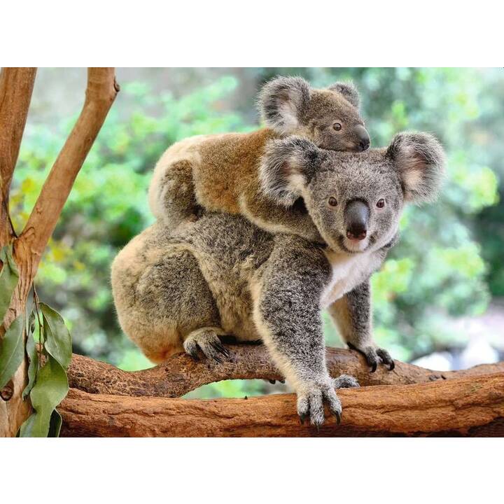 RAVENSBURGER Koala Love Puzzle (200 Stück)