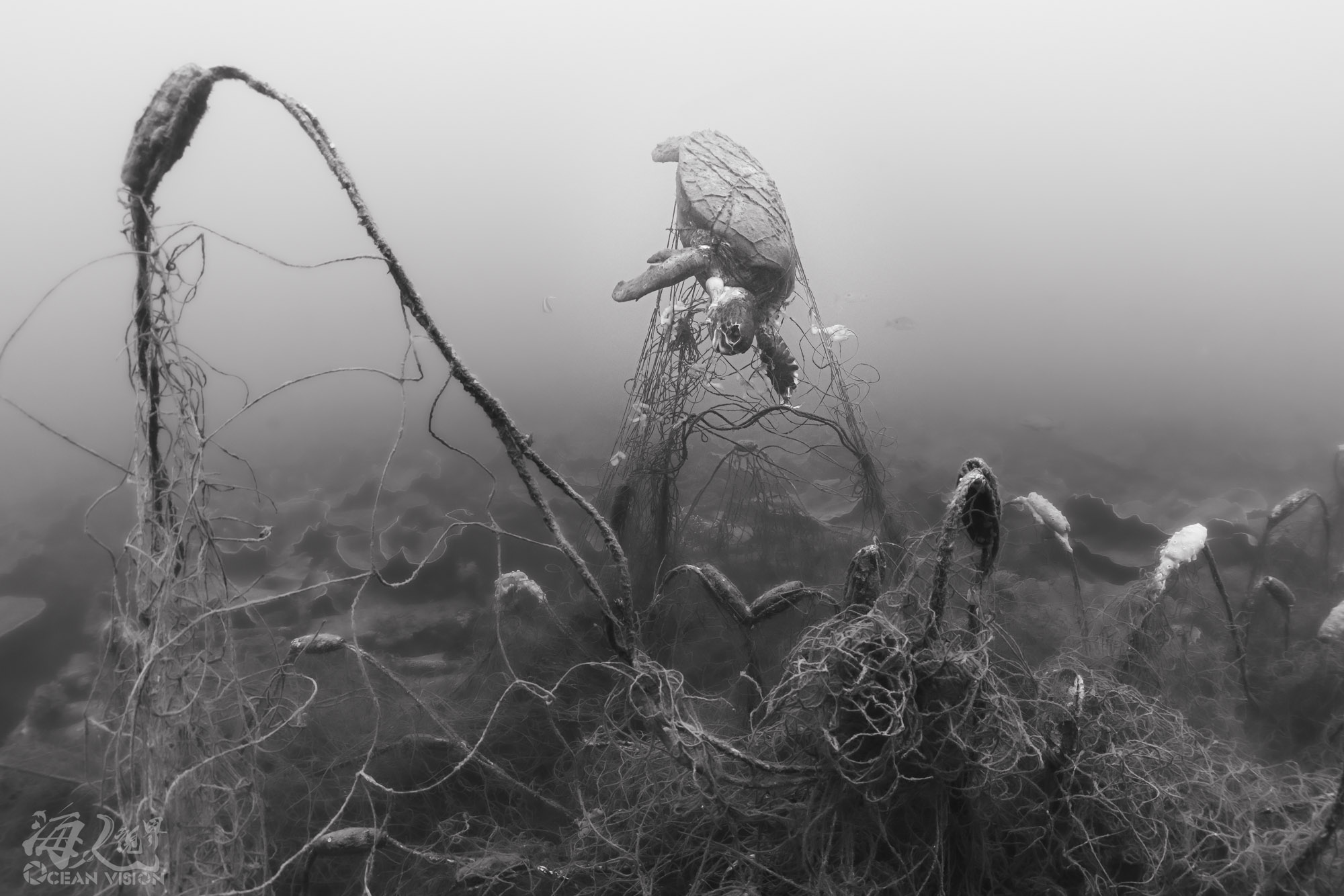 陳玉敏專欄：被漠視的海洋生物多樣性——漁業署刺網管理漏洞，讓海龜枉死