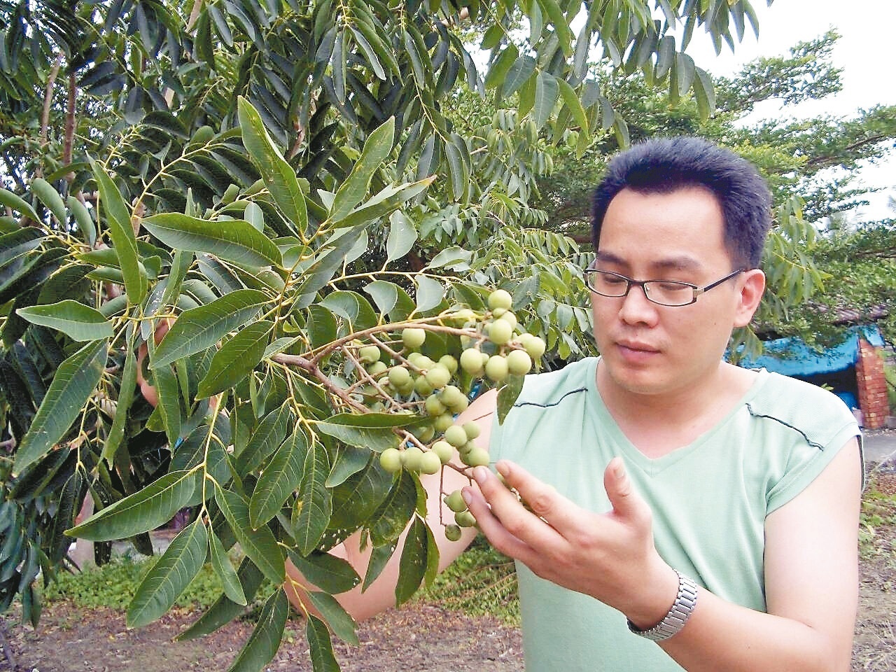 深耕安定 王瑞閔開發無患子