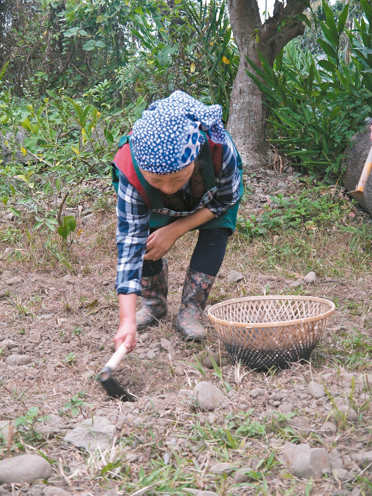 原民保種有關鍵知識 農作多樣 天災不用怕