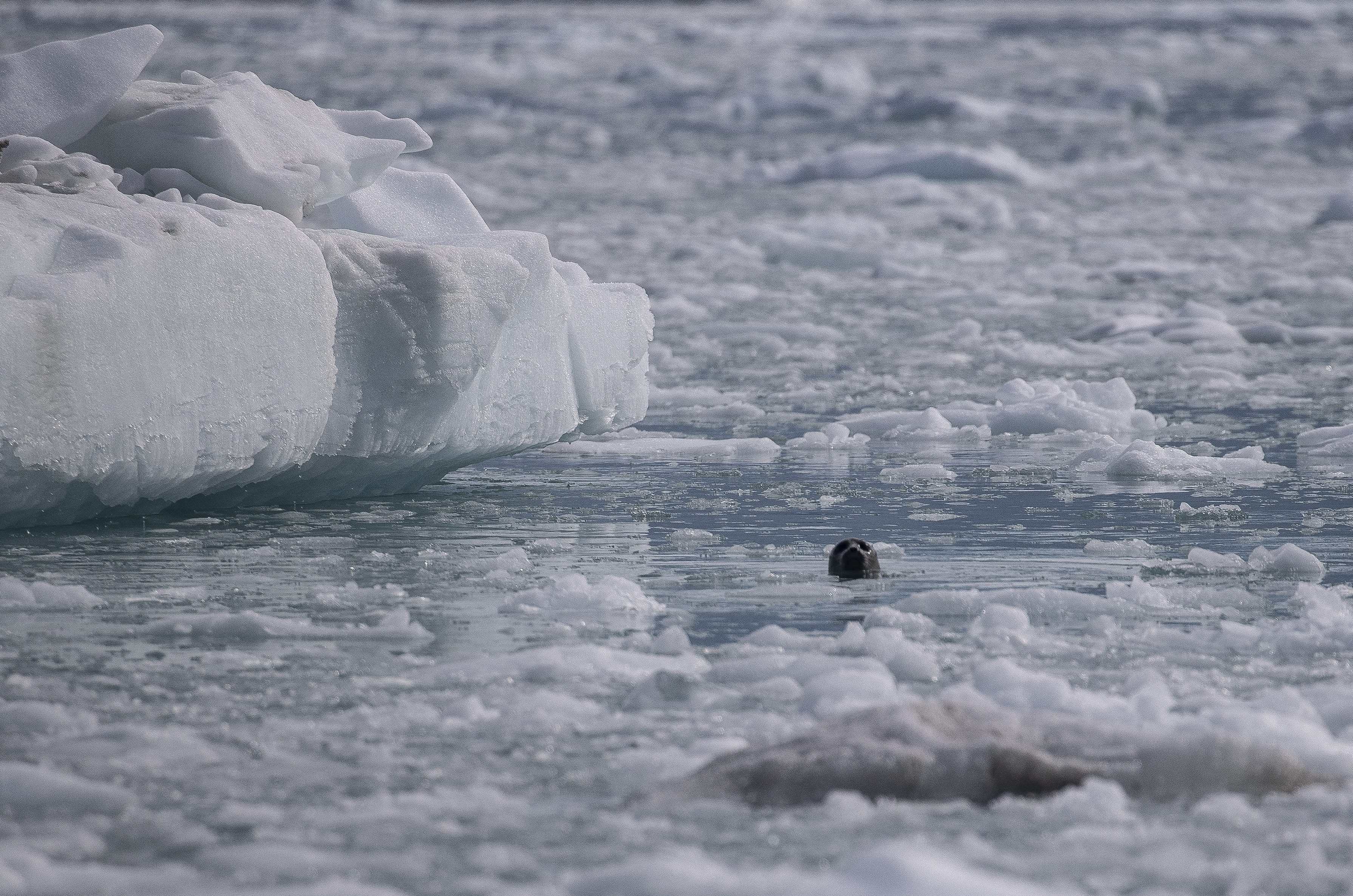 氣候變遷迫動物違逆天性　北極熊上陸求生、與人搶食