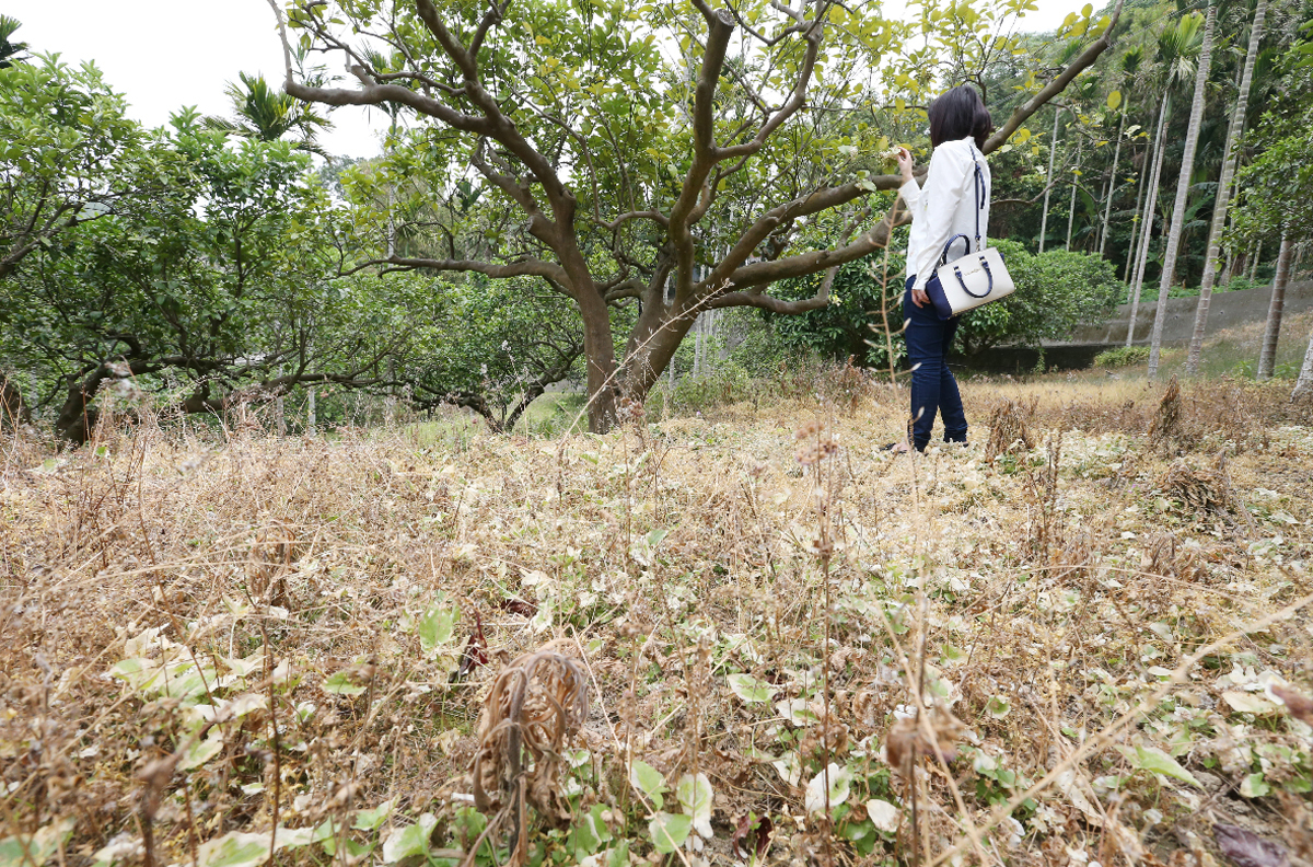 台灣篇／全台農地 土壤正在「慢性自殺」