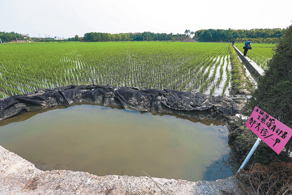 台灣篇／水田溼地 挖生態池讓土地活過來