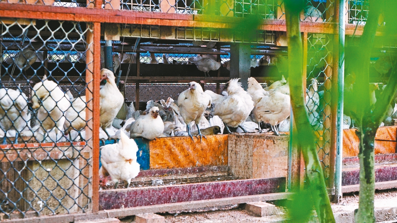 搶救餐桌上的動物倫理 用消費投動物一票 