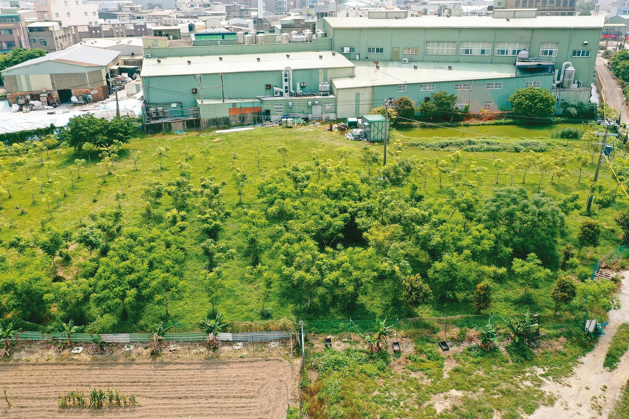 2000棵生機樹…農民笑了 種無患子 救活農地