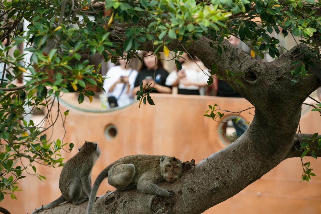 動物不是在動物園上班的社畜 