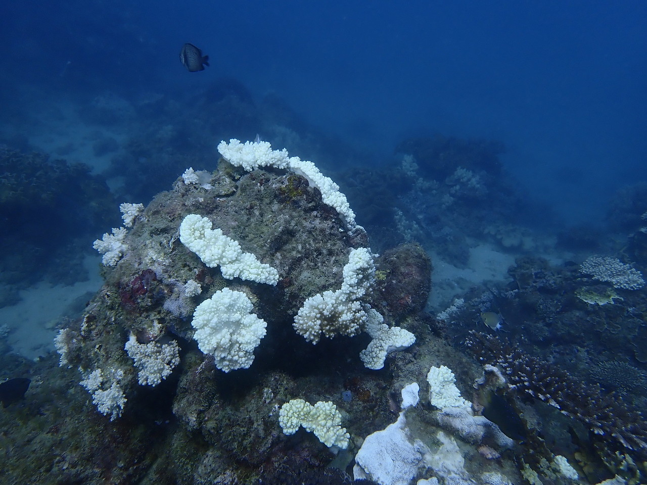海水好熱！ 環資調查：墾丁合界珊瑚過半白化 深至十米