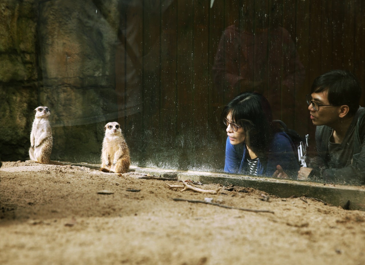 今天，我們來動物園看「人」