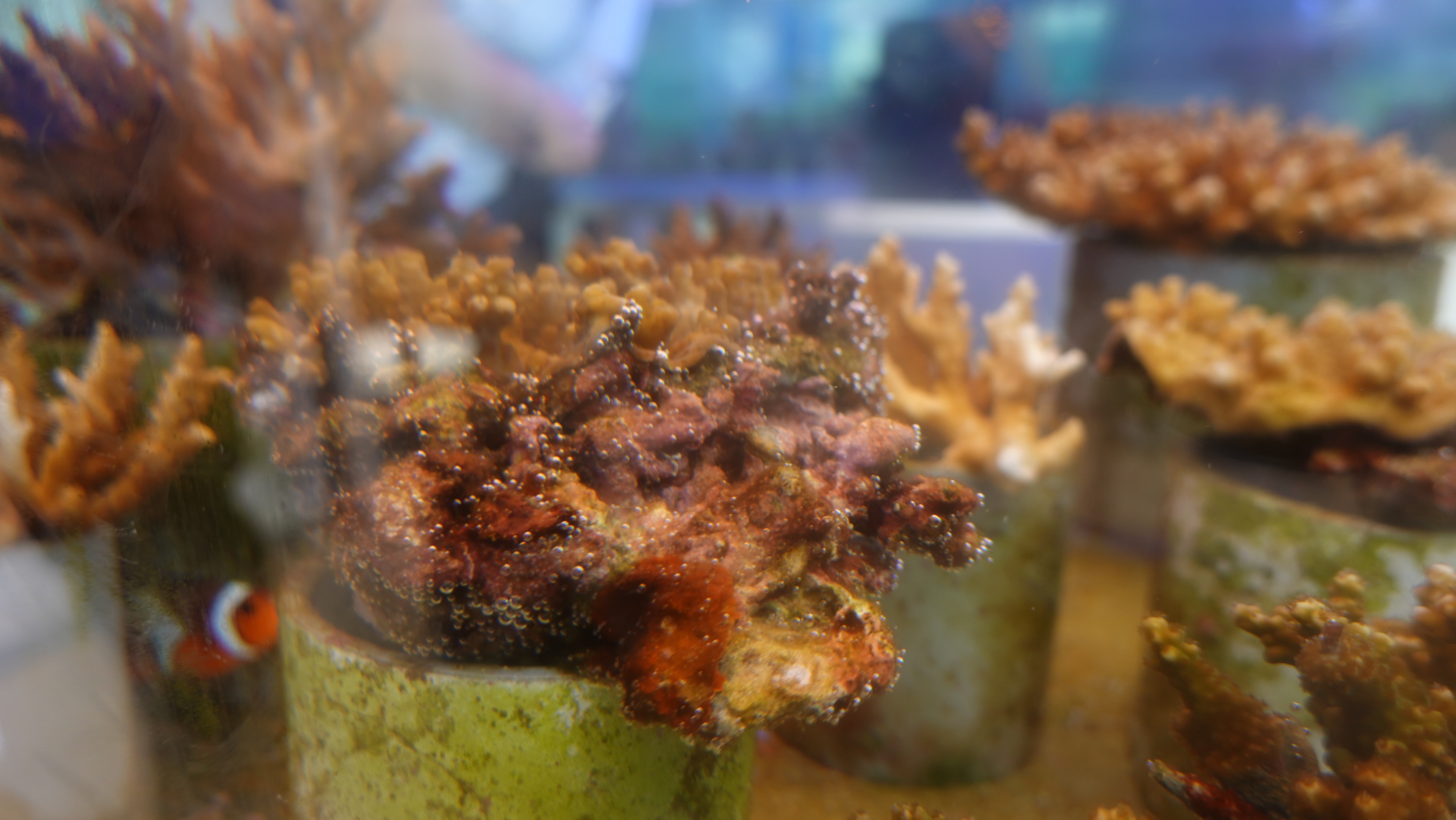 台達創立亞洲首座零碳珊瑚保種中心  復育上萬株珊瑚保護海洋生物多樣性