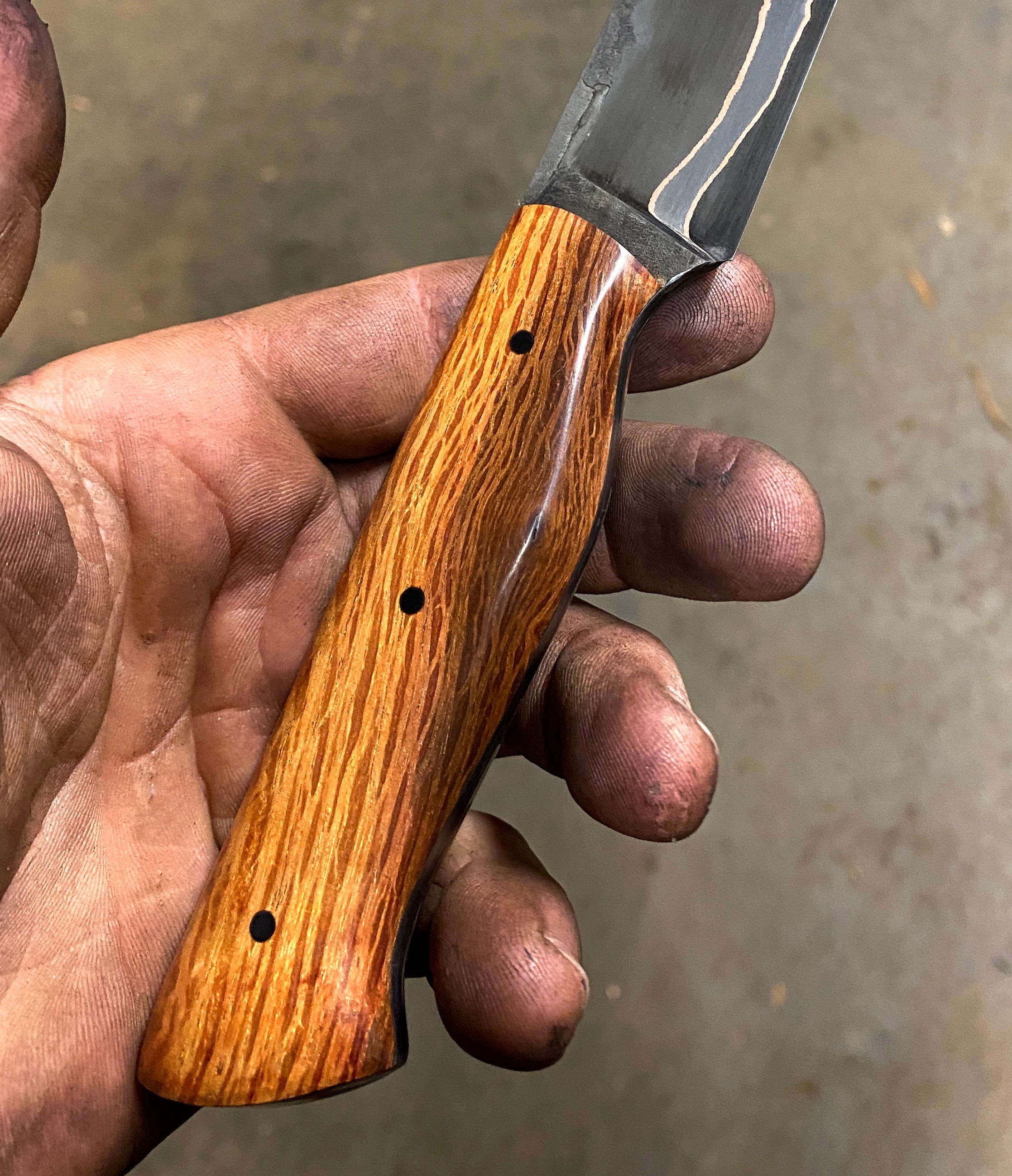 Lace Sheoak / Steineiche