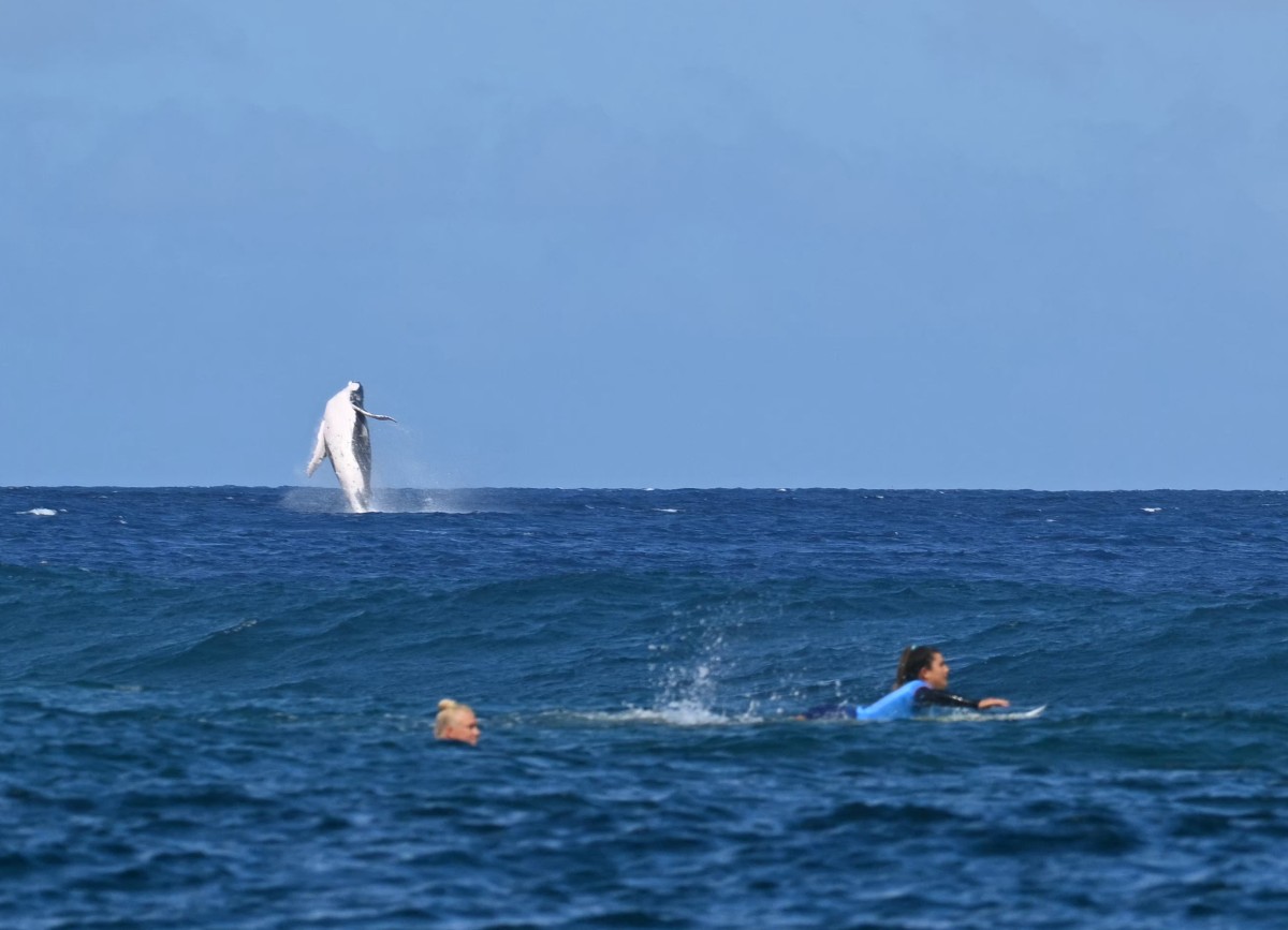 Ballena roba los reflectores del Surf en París 2024 tras aparecer en medio  de la competencia | ESTO en línea