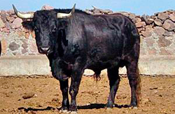 nota-toros-toros
