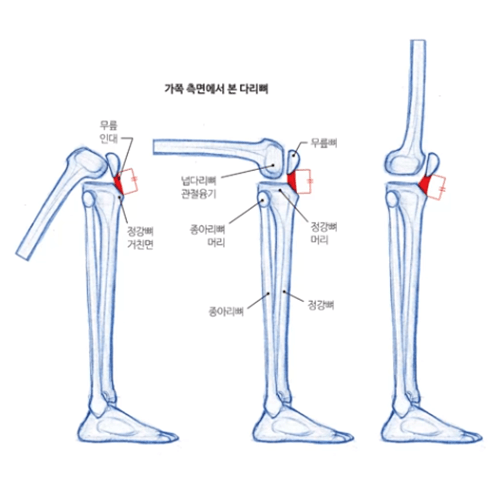 NESSI 김락희 실무 집중 완성반 강의 예제