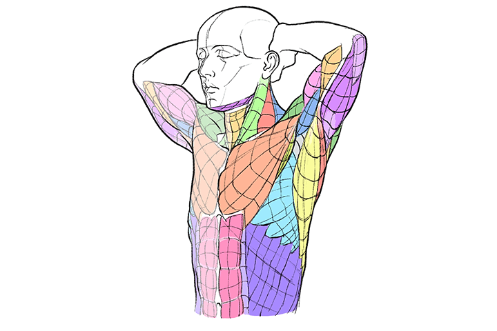 Coloso Kota Kato Intro to Artistic Anatomy of the Human Body