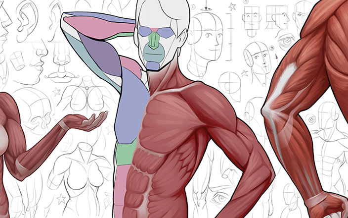 A Beginner's Guide to Essential Stylized Anatomy