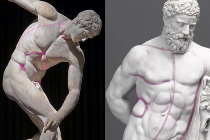 Coloso dictionary anatomy