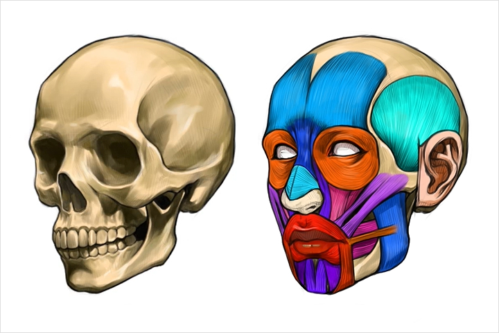 Coloso dictionary anatomy
