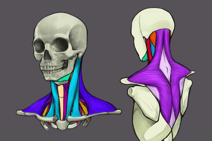 Coloso dictionary anatomy