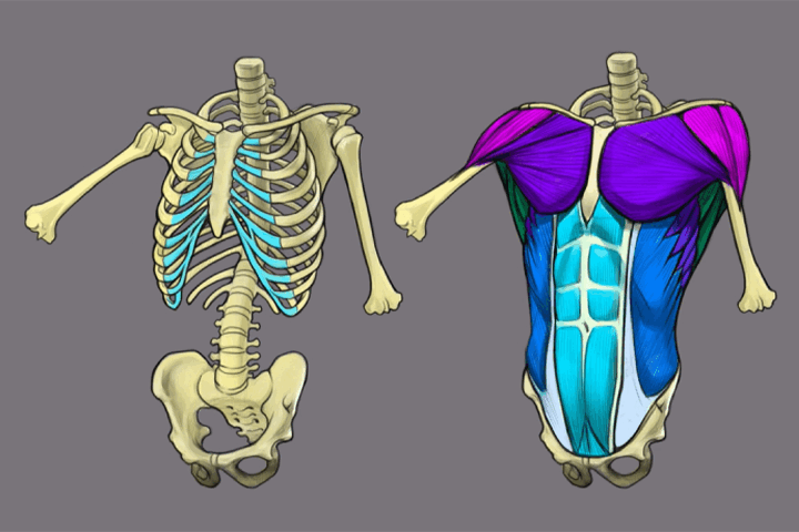 Coloso dictionary anatomy
